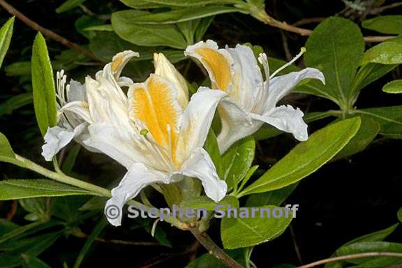 rhododendron occidentale 6 graphic